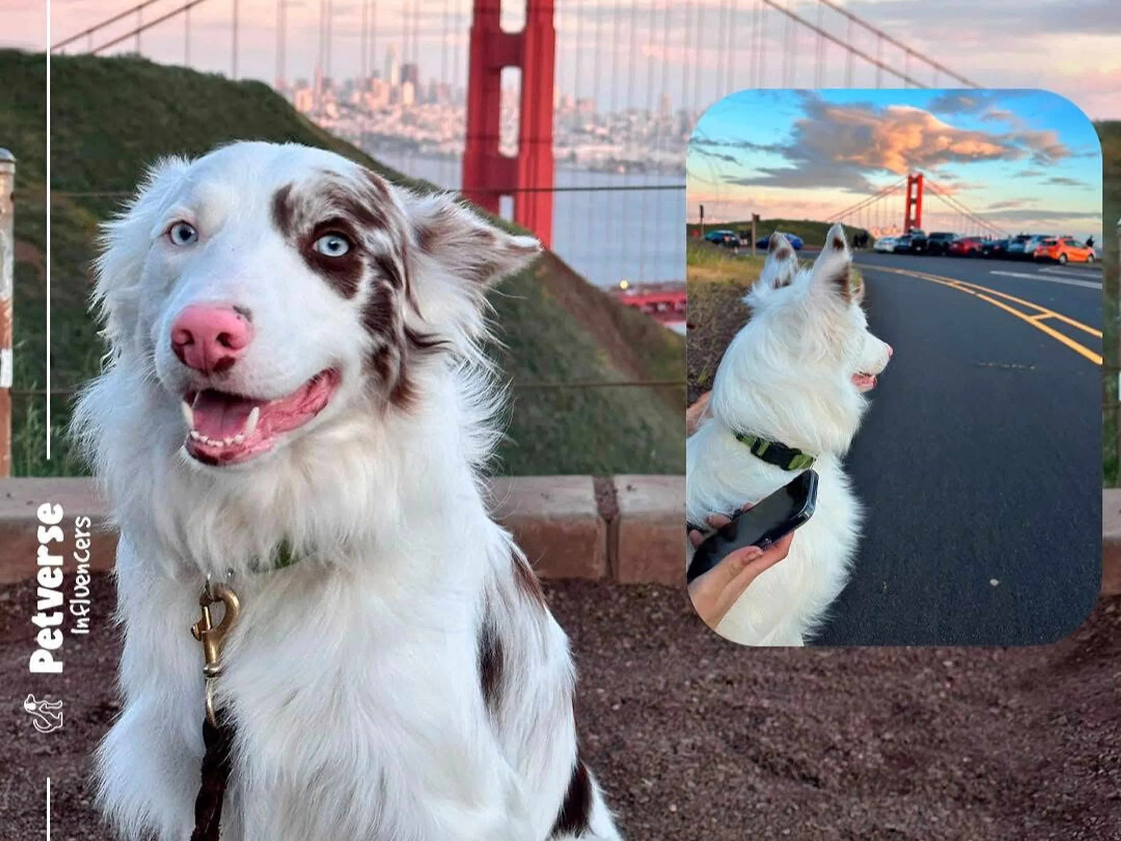 Mason, an Australian Shepherd, visiting the Golden Gate Bridge